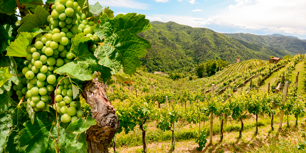 Abruzzo wine region