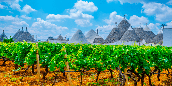Apulia wine-growing region – enjoyment from the south of Italy